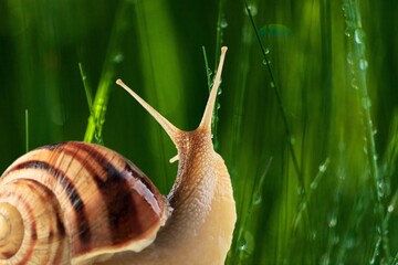 slug snail eating a green leaf in the garden,