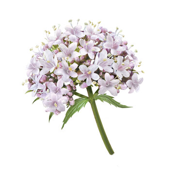 Baldrian Bl&uuml;ten Dolde
