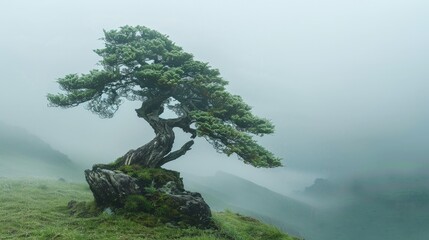 Serene cedar bonsai tree with ancient bark in a misty valley