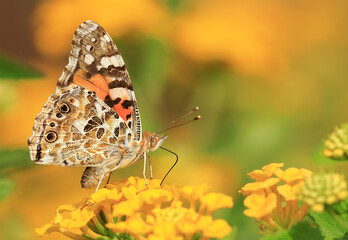 Painted lady, Vanessa cardui, butterfly on yellow flowers