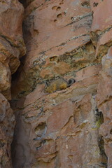 Viscacha no paredão de rocha