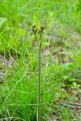 ワラビ（イメージ）