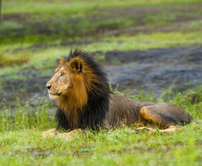 lion in the grassland