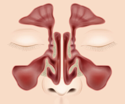 Nasal sinuses anatomy medical vector illustration. Nose anatomy Paranasal Sinuses.
