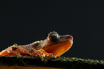   Pearly Tree Frog (Naturalis margaritifer)