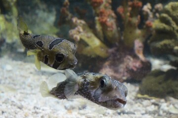 Fototapeta premium pufferfish swimming around