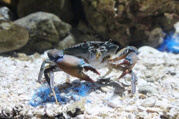 blue claw crab posing