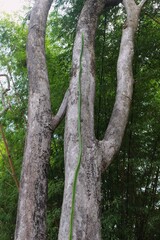 plant growing up along a tree