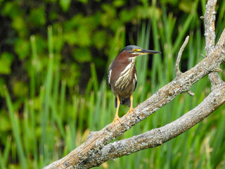 Elusive Green Heron at the Creek in the early morning sunlight