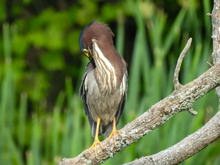 Elusive Green Heron at the Creek in the early morning sunlight