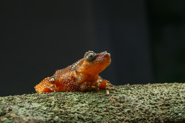 Pearly Tree Frog (Naturalis margaritifer)