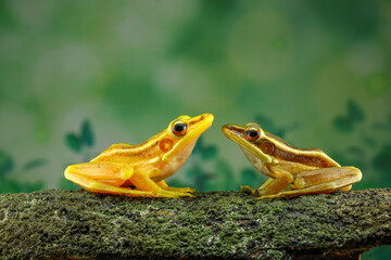 Guangdong frog ( Hylarana macrodactyla )
