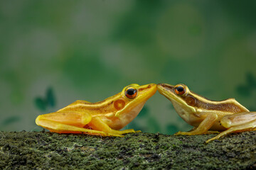 Naklejka premium Guangdong frog ( Hylarana macrodactyla )