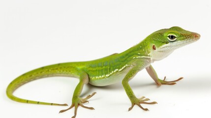 Fototapeta premium Green Anole full body on white background
