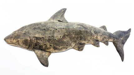 Fototapeta premium Greenland Shark full body on white background