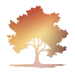 Autumn Tree Silouhette and Shape With Transparent Background