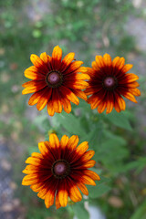 Burnt Sienna Rudbeckias, orange and yellow daisies with green leaves in background.