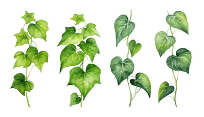 set of ivy leaves watercolor isolated on transparent background cutout