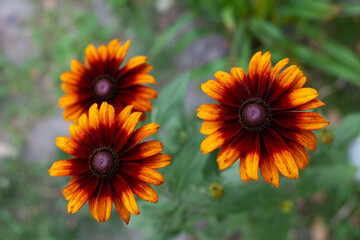 Burnt Sienna Rudbeckias, orange and yellow daisies with green leaves in background.