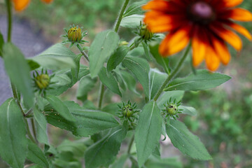 Burnt Sienna Rudbeckia Flower buds with flower, green stems, and leaves.