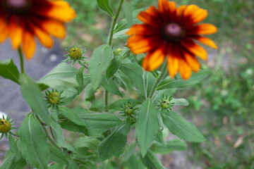 Burnt Sienna Rudbeckia Flower with green stems, leaves, and background. 