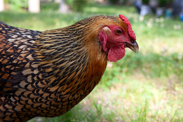Side view of backyard orange and black backyard chicken. Gold Lace Wyandotte Hen face, feathers, beak.