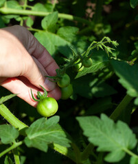 Hand holding Cherry Tomatoes on vine in vegetable garden in New Jersey. Summertime gardening.