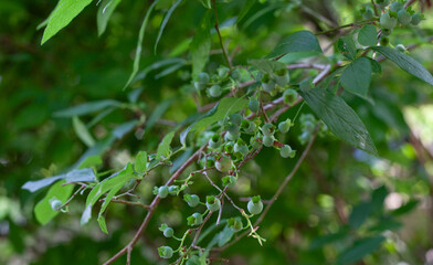 Unripe blueberries growing on branch of blueberry bush in New Jersey at summertime.