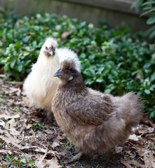Two Silkie chicken hens standing together with green plants in background. White feathers and dark brown feathers, backyard chicks in New Jersey.