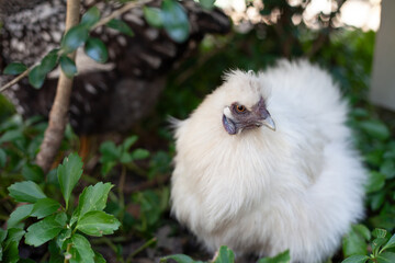 White Silkie Chicken Hen with greenery in background.