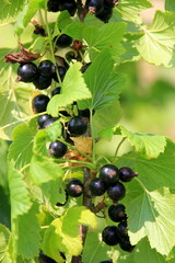 Fresh organic grown Blackcurrant or cassis fruits on a plant in a garden in a sunny summer day. bush of ripe black currant