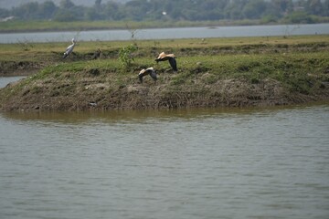 Birds standing and feeding on a small island in a lake with a forested background.