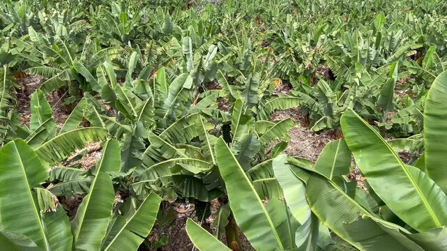 Plataneras en una finca del norte de Tenerife en las islas Canarias