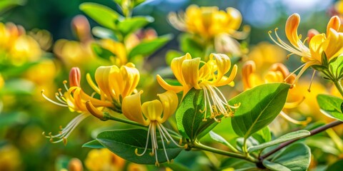Vibrant yellow Lonicera xylosteum flowers bloom amidst lush green foliage in a sunny meadow, delicate petals and stamens showcased in a stunning macro shot.