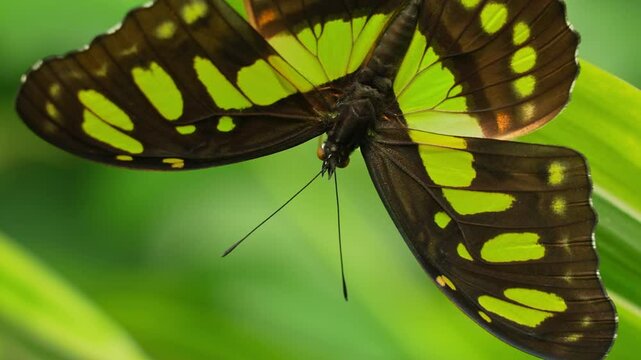 Butterfly King Swallowtail or Thoas Swallowtail, feeding and resting at green leaf. Thoas swallowtail or Papilio thoas of the family Papilionidae. Found in the southern United States, South America.
