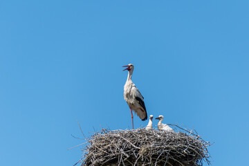 Stork with open beak in the nest with two children