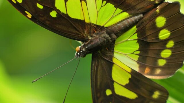 Butterfly King Swallowtail or Thoas Swallowtail, feeding and resting at green leaf. Thoas swallowtail or Papilio thoas of the family Papilionidae. Found in the southern United States, South America.