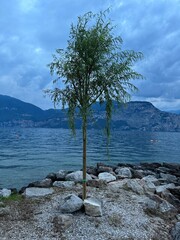 tree on the shore