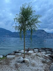 tree on the shore of lake