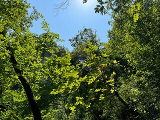 green leaves and sun
