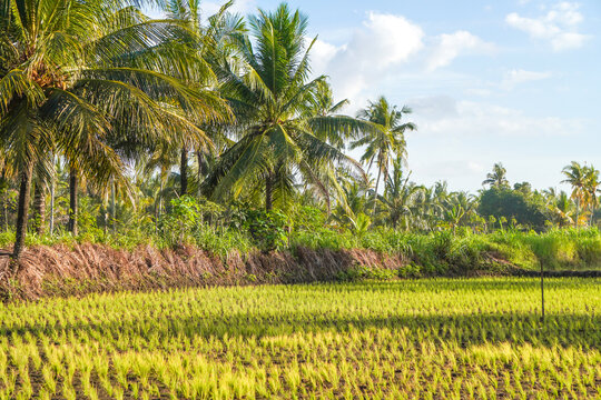 Rural scene of paddy terrace field in Batukaras, Pangandaran, West Java Indonesia. Newly planted rice seedlings with coconut palm trees background in the morning.