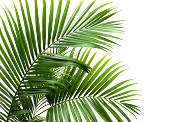 Obraz premium Palm Tree Leaves. Tropical Green Palm Fronds Layout on White Background for Summer Nature Concept