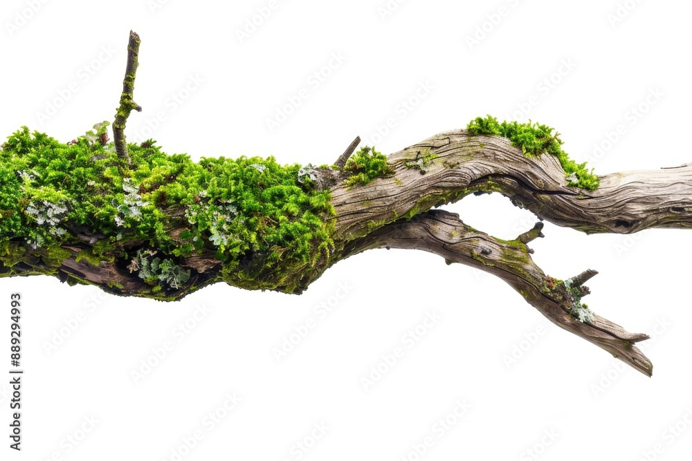 Poster a close-up shot of a tree branch covered in lush green moss