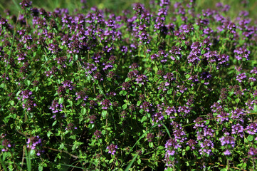 Medicinal and food herb Thymus serpyllum