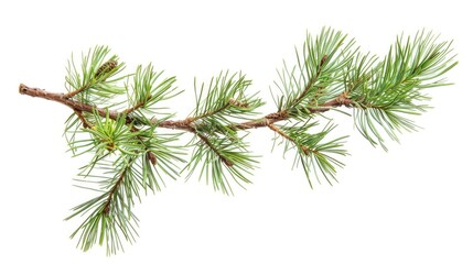 Pine Tree Branch. Green Spruce Tree Branch with Isolated White Background