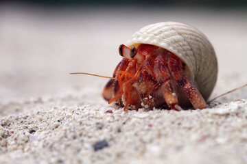 hermit crab wallking on sea sand, Coenobita clypeatus