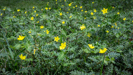 Green leaves and yellow flowers of Tribulus terrestris