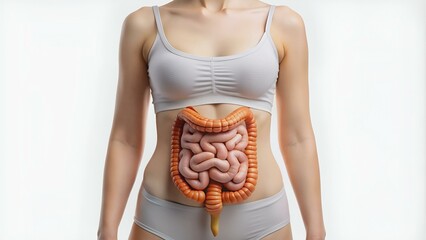 The photo of large intestine is on the woman's body, isolate on white background, Female anatomy concept