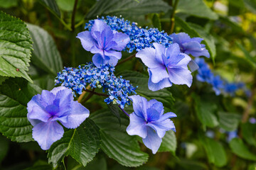 黒羽城址公園の紫陽花（栃木県大田原市）