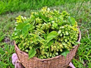Organic Cowslip creeper (Telosma minor Craib) in bamboo basket. Asclepiadaceae green flower...